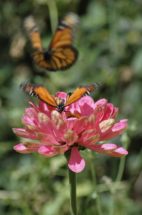 monarch butterfly flying web