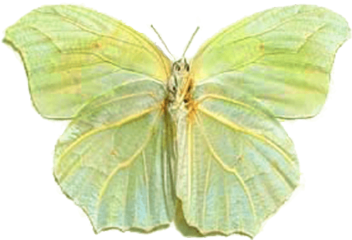 Anteos Clorinde Nivefera Green leaf2