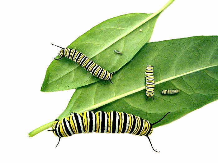 monarch butterfly caterpillar instars
