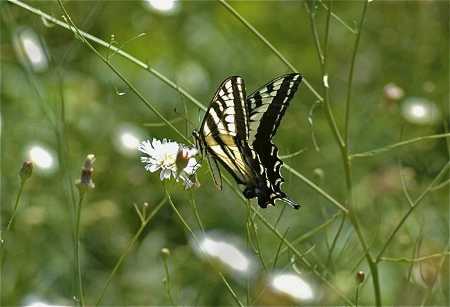 pale swallowtail butterfly nectaring on field flower