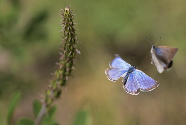 silvery blue butterflies flirting in flight