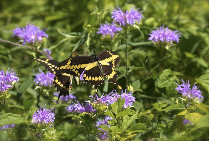 swallowtail butterflies flirting dancing in flight