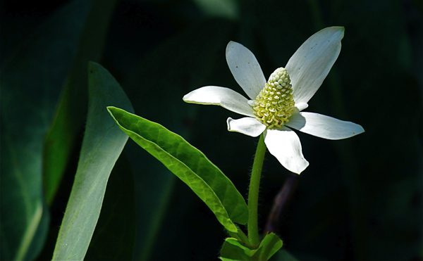 light-on-flower
