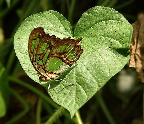 malachite butterfly on heart leaf