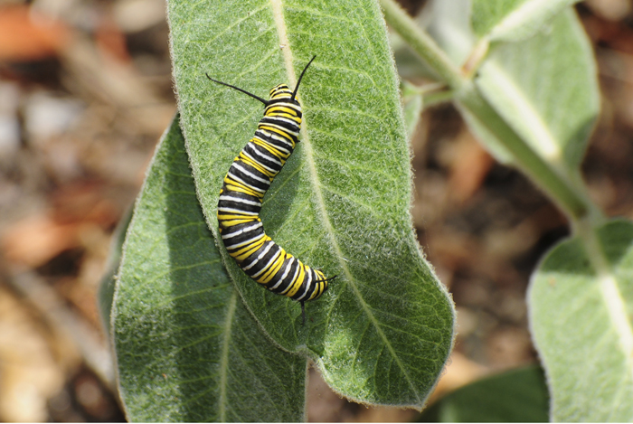 monarch caterpillar on milkweed