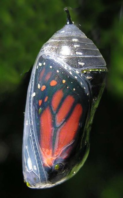 monarch butterfly chrysalis emerging