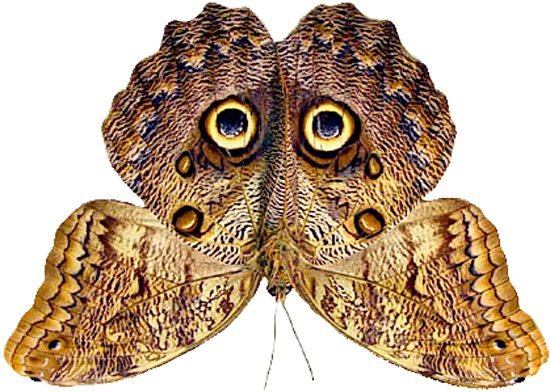 Owl Butterfly 
