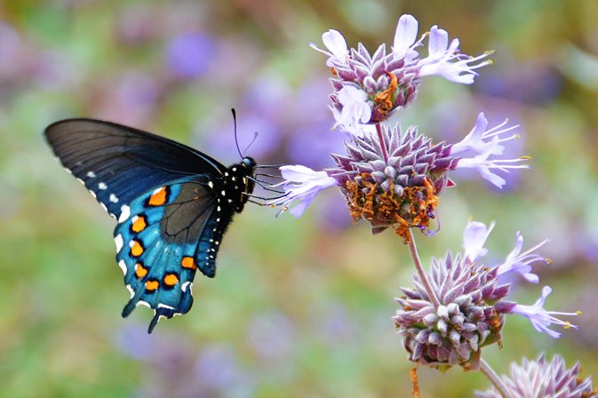 pipevine swallowtail butterfly on purple sage