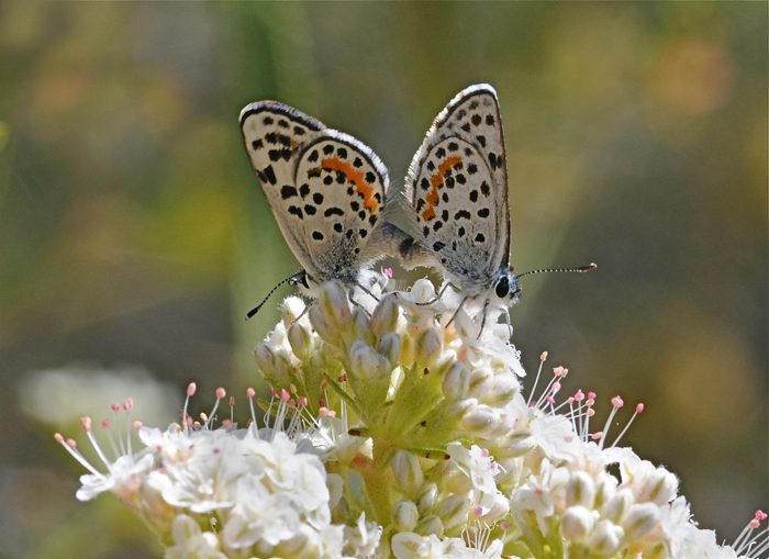 Square Spotted Blue Butterlfies Mating